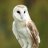 DawnOwl